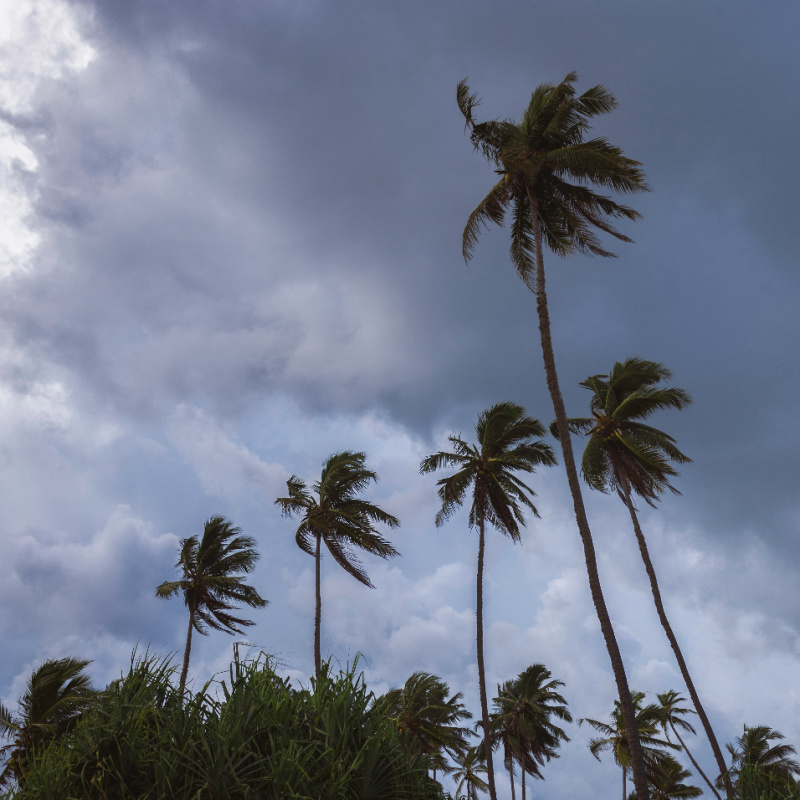 Palm-Trees-In-Storm