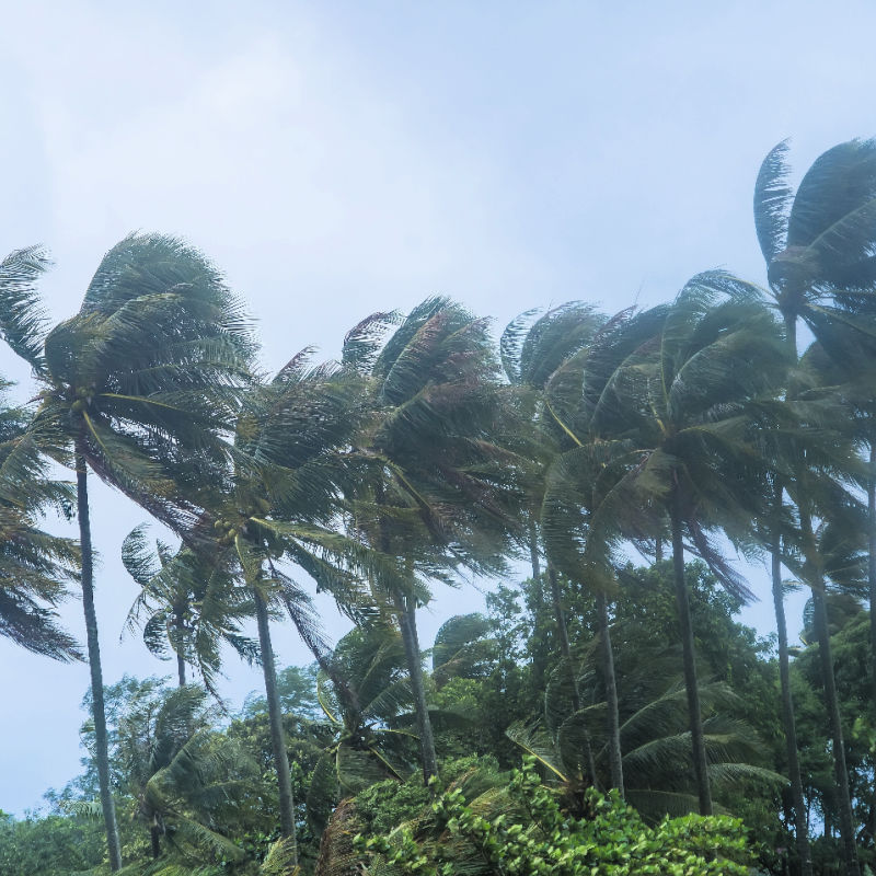 Palm-Trees-in-Heavy-Rainy-Storm-Winds-In-Bali