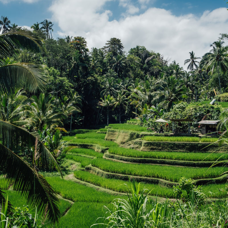 Tegalalang Rice Terraces Ubud Bali