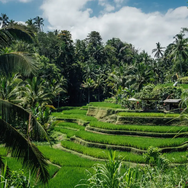 Tegalalang Rice Terraces Ubud Bali