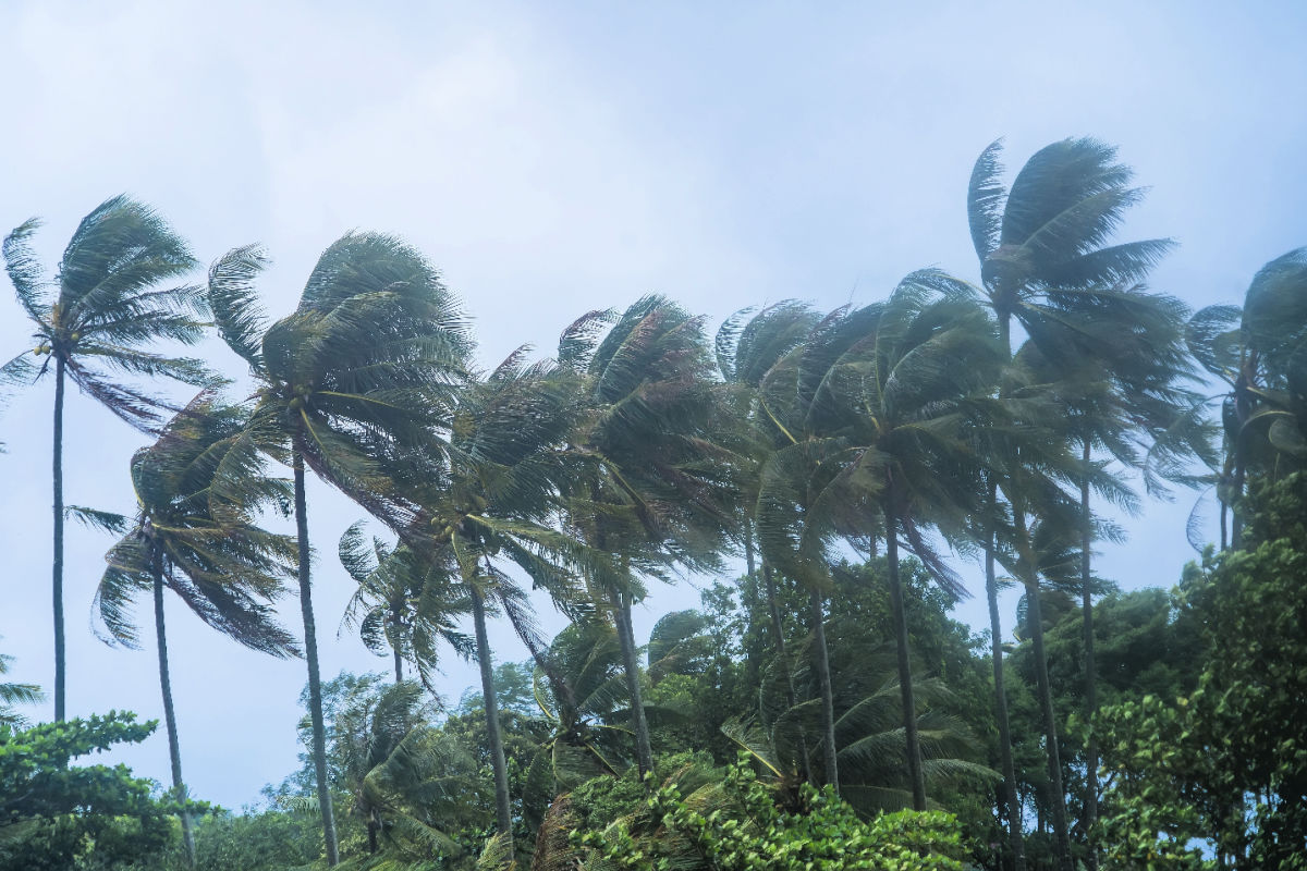 Palm Trees in Heavy Rainy Storm Winds In Bali.jpg