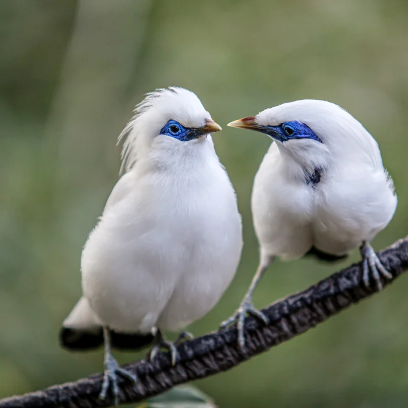 Two Bali Starling on a Branch