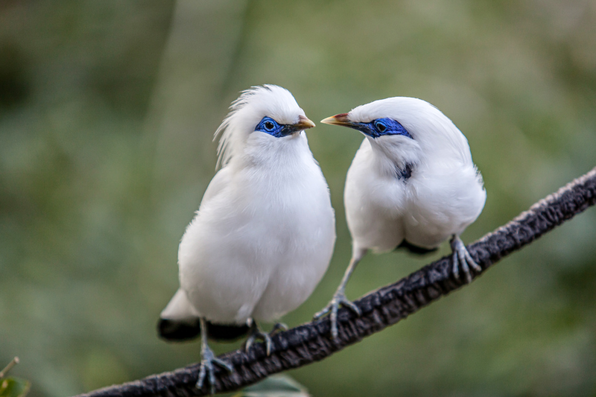 Two Bali Starling on a Branch.jpg