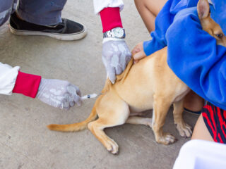 Dog Gets Vaccination in Bali Rabies.jpg