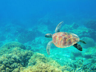 Bali’s Marine Tourism Adventures Just Got A Boost As Nusa Penida Releases Turtles Into The Wild