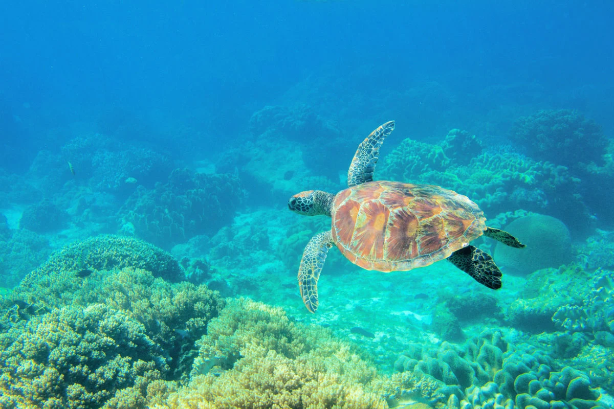 Turtle Swims In The Sea In Bali Nusa Penida.jpg