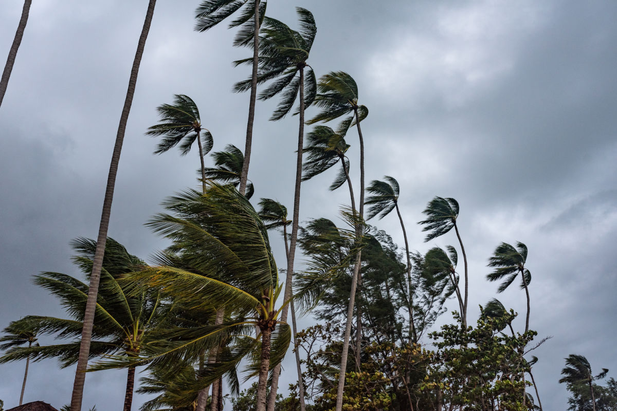 Palm Trees in Wind Strom Rain Weather in Bali.jpg