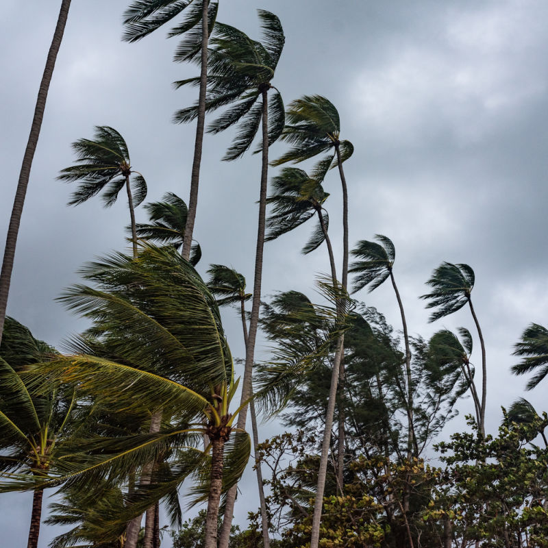 Palm Trees in Wind Strom Rain Weather in Bali