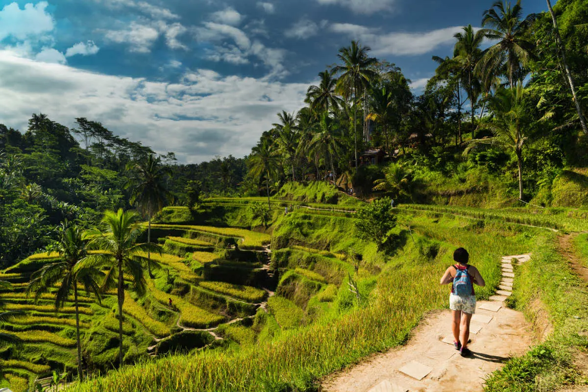 Woman Walks Through Tegallalang Rice Terraces in Bali.jpg