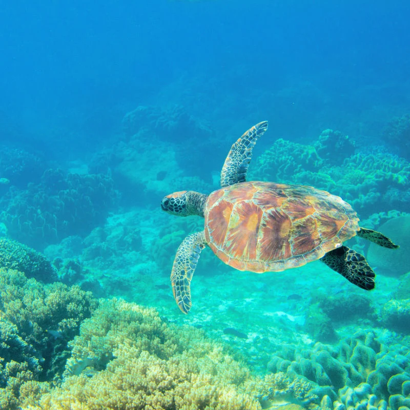 Turtle Swims In The Sea In Bali Nusa Penida