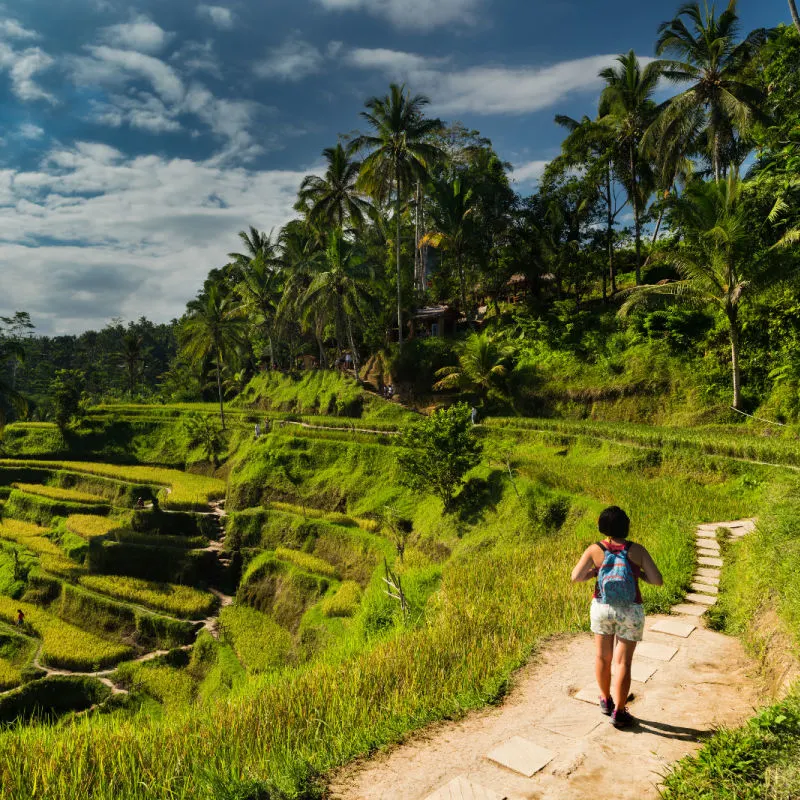 Woman Walks Through Tegallalang Rice Terraces in Bali