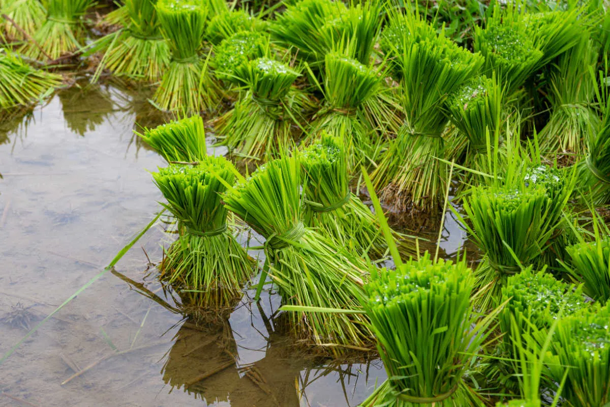 Rice Crop in Rice Paddie in Bali.jpg