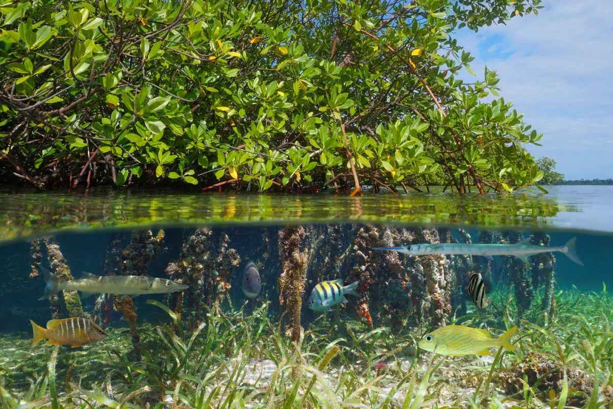 Mangrove Forest with Water.jpg