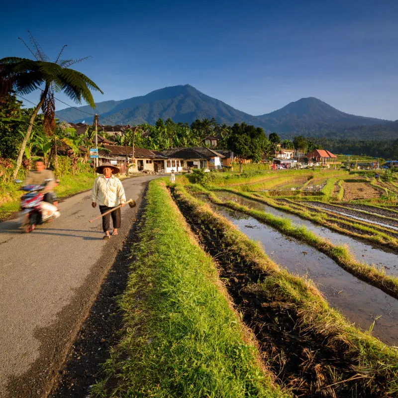 Local Famers Walk Down Street in Jatiluwih Tabanan Bali