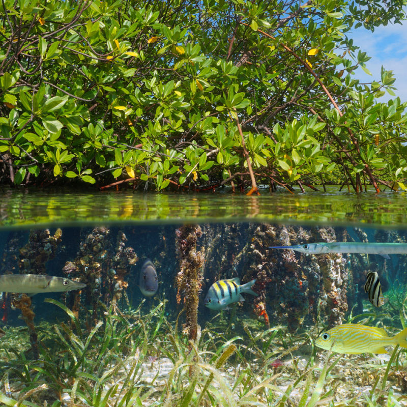 Mangrove Forest with Water.jpg
