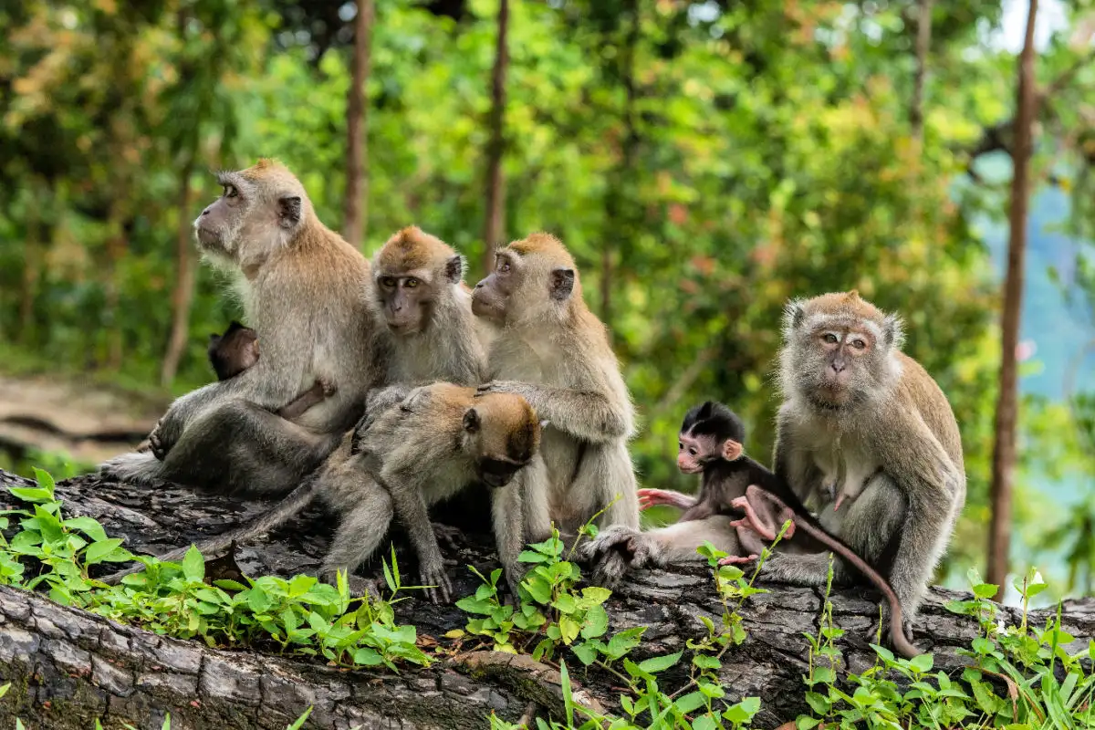 Troop of monkeys in forest in Bali.jpg