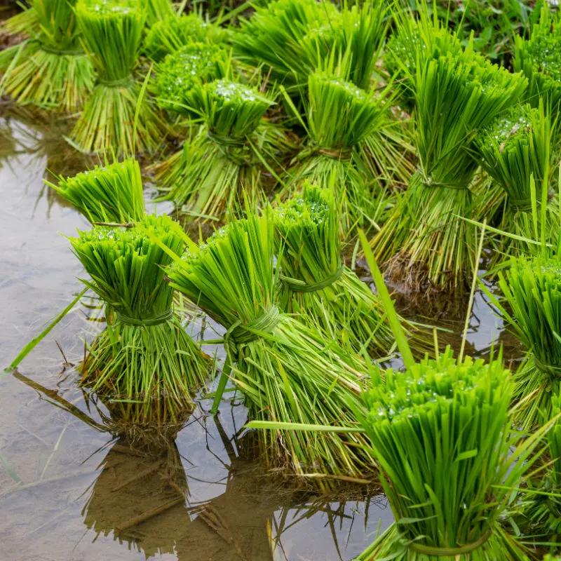 Rice Crop in Rice Paddie in Bali.jpg