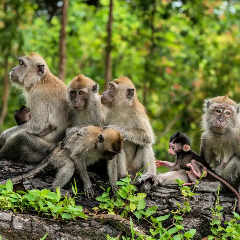 Troop of monkeys in forest in Bali.jpg