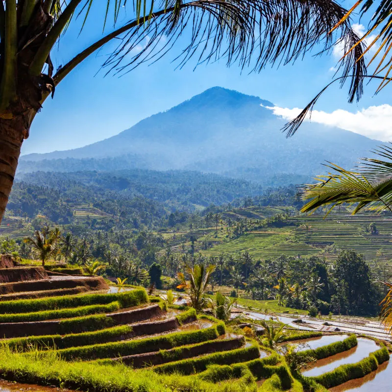View of natural landscape in Bali of rice terraces and Tabanan hills