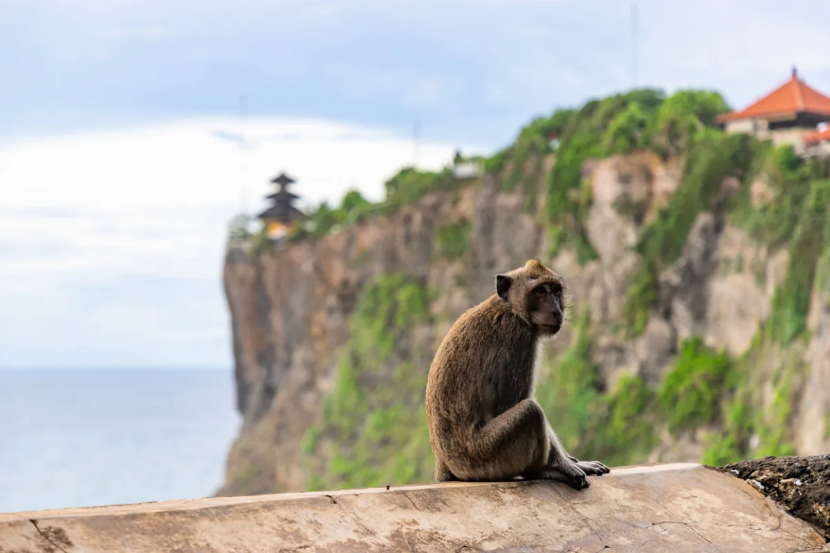 Monkey at Uluwatu Temple.jpg