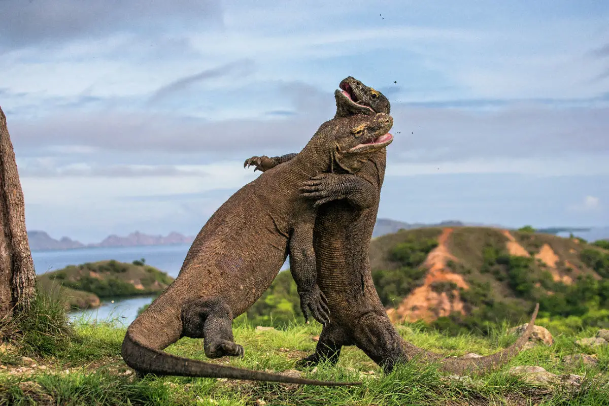 Komodo Dragons In Labuan Bajo Indonesia.jpg