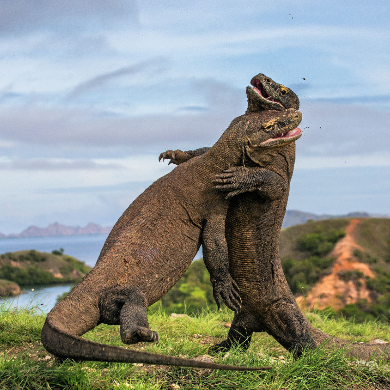 Komodo Dragons In Labuan Bajo Indonesia.jpg