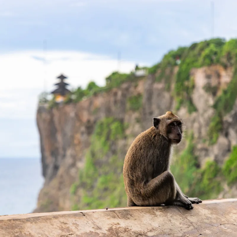 Monkey at Uluwatu Temple