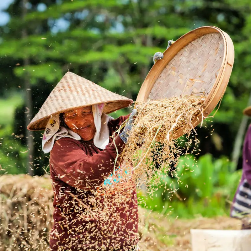 Woman Threshes Rice in Bali