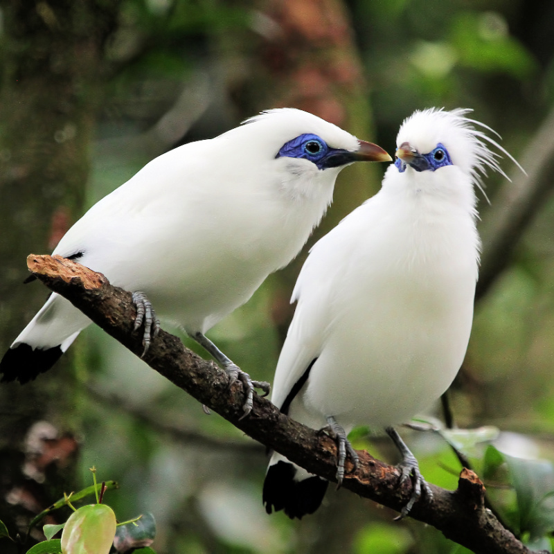 Bali Starling Birds
