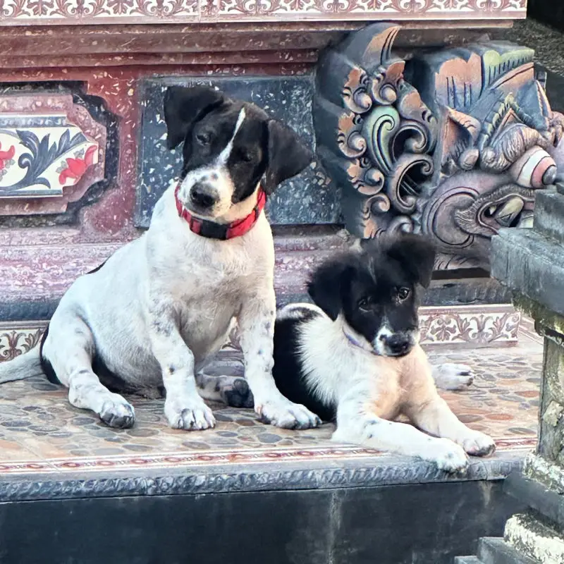 Dog sit on temple steps in Bali
