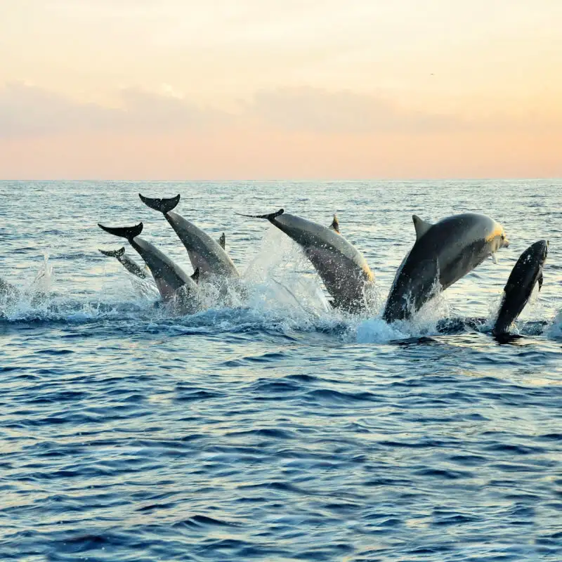 Dolphins in Lovina Beach Bay Bali