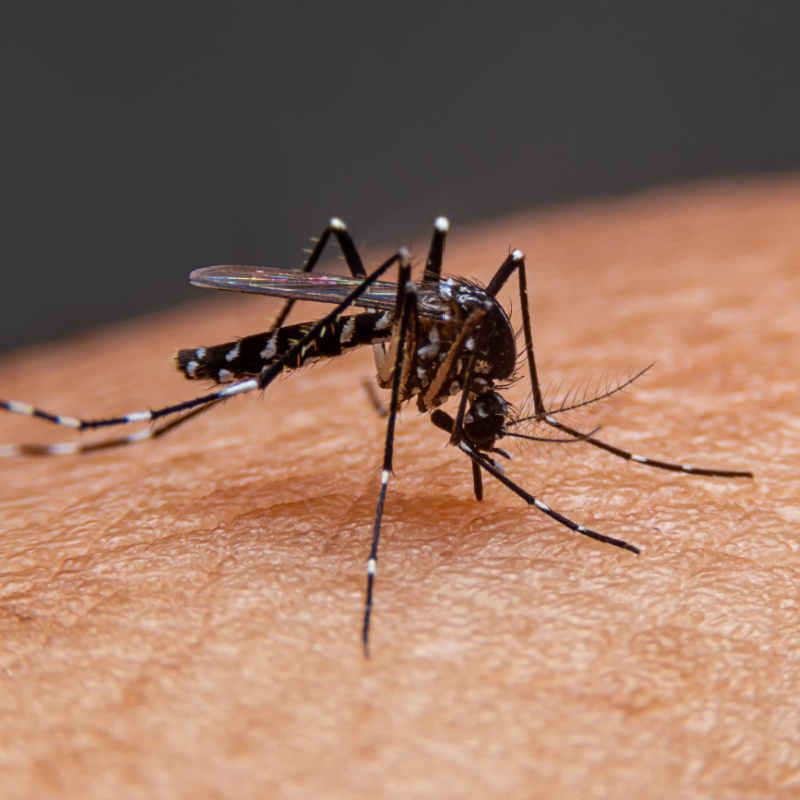 Mosquito on Arm