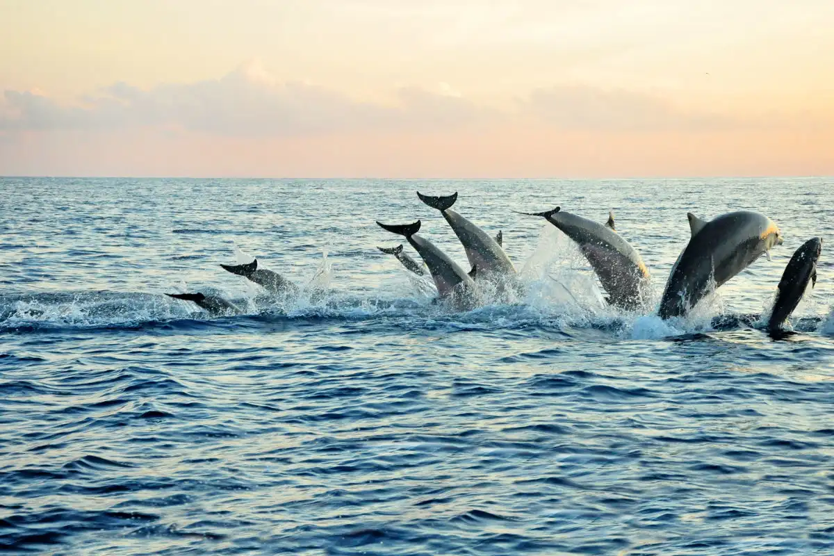 Dolphins in Lovina Beach Bay Bali