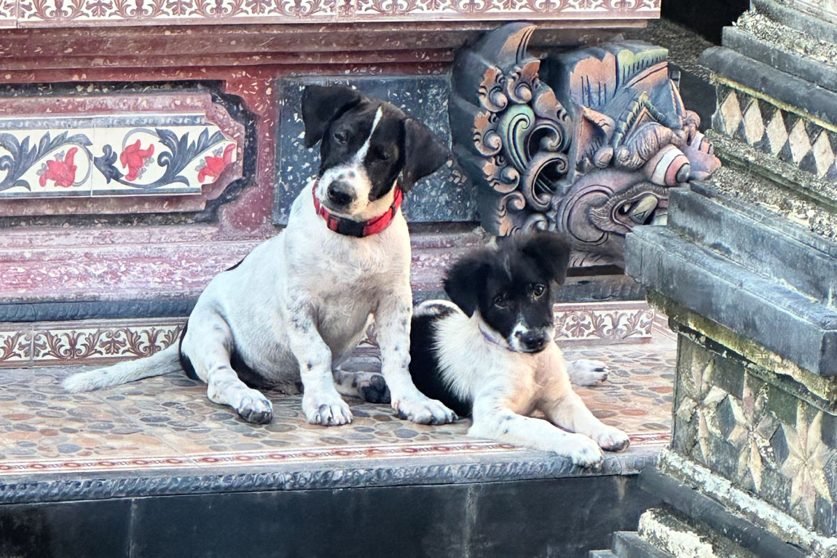 Dog sit on temple steps in Bali.jpg