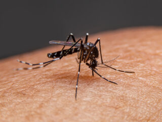 Tourists Must Take Steps To Prevent Dengue Fever On Vacation In Bali
