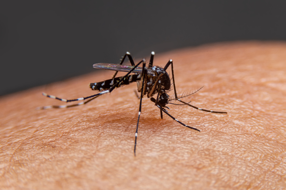 Mosquito on Arm .jpg