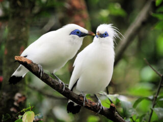 Wildlife Lovers Can Spot Critically Endangered Species In Bali Tourism Village