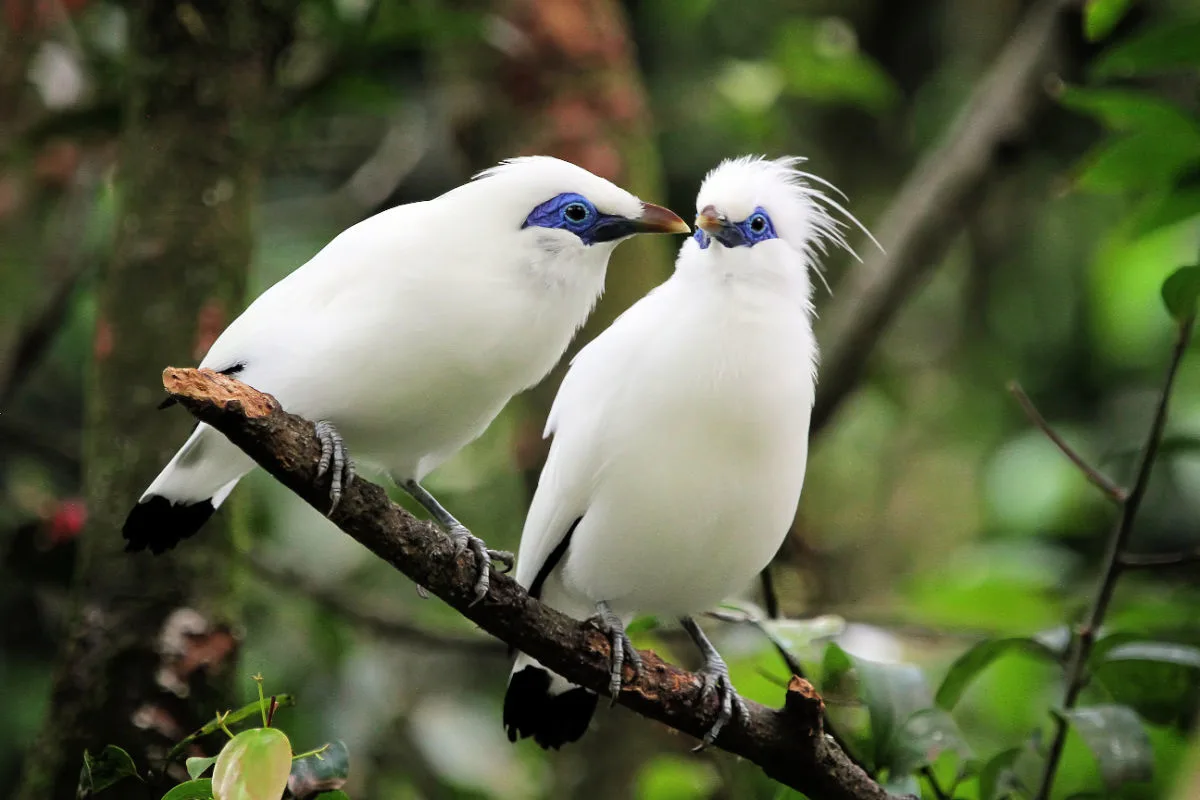 Bali Starling Birds.jpg