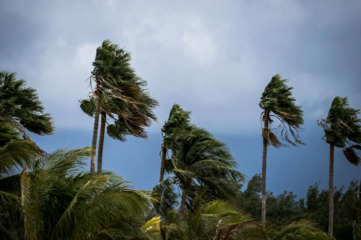 Palm Trees in Storm in Bali.jpg