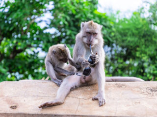 Bali’s Uluwatu Temple Share Important Advice For Tourists Visiting Temple’s Monkeys