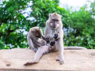 Bali&rsquo;s Uluwatu Temple Share Important Advice For Tourists Visiting Temple&rsquo;s Monkeys