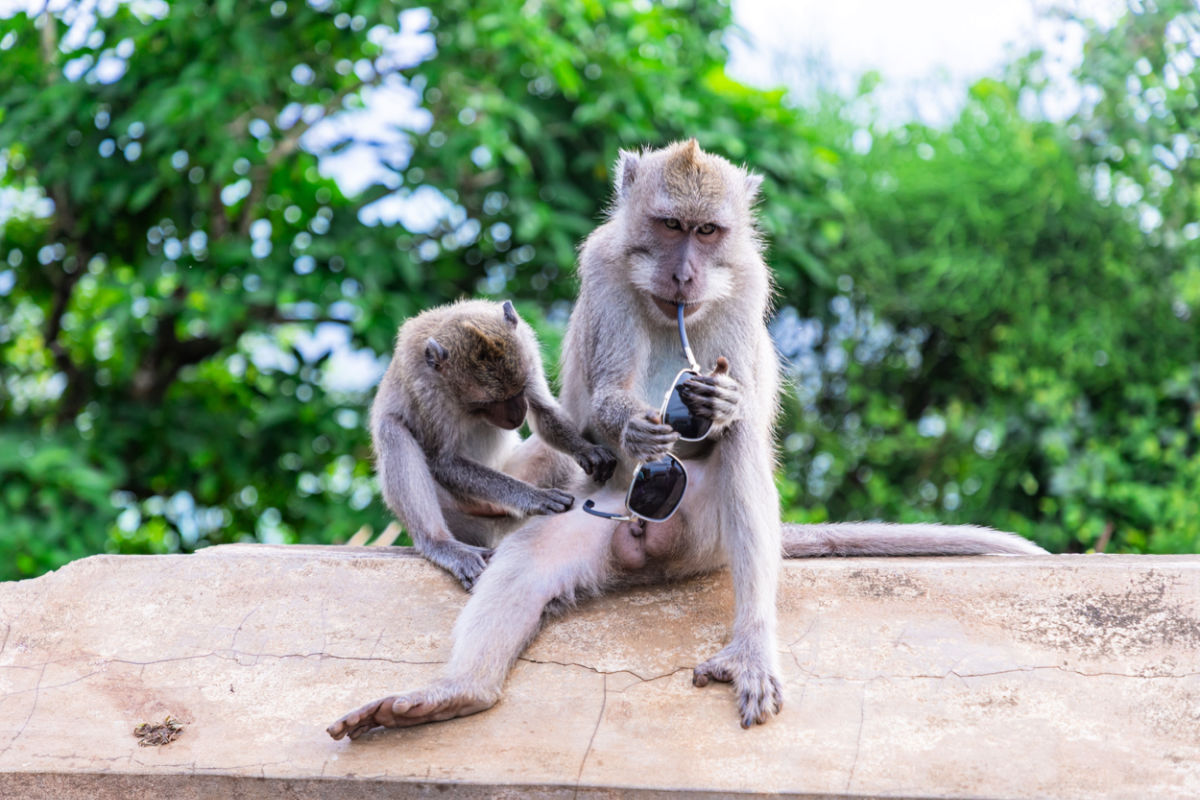 Bali’s Uluwatu Temple Share Important Advice For Tourists Visiting Temple’s Monkeys