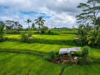 Bali's Unmissable Rice Terraces Are A Bucket List Must: Here's How To Organise Your Adventure