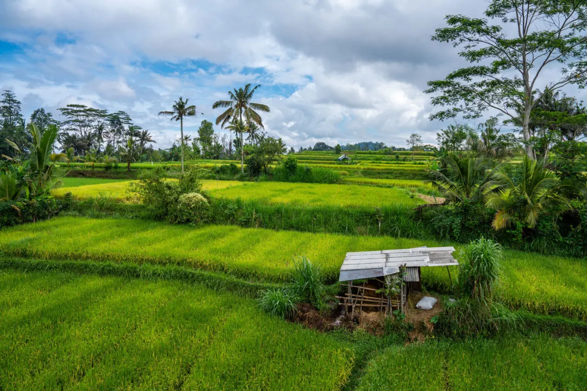 View of Sidemen Rice Terrace.jpg