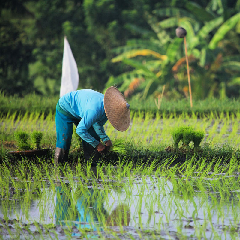 Rice Farmer in Bali