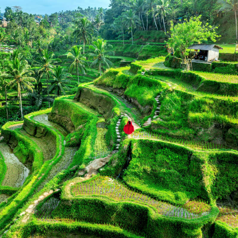 Tegallagang Rice Terraces in Bali
