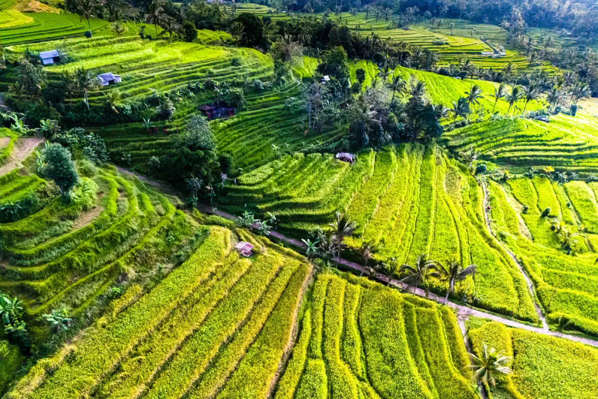 Jatiluwih Rice Terraces in Bali Tabanan