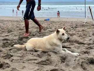 Beach Dog In Bali.jpg