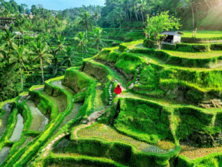 Travelers Given Updates On Impact Of Bali’s Tourism Tax Revenue 