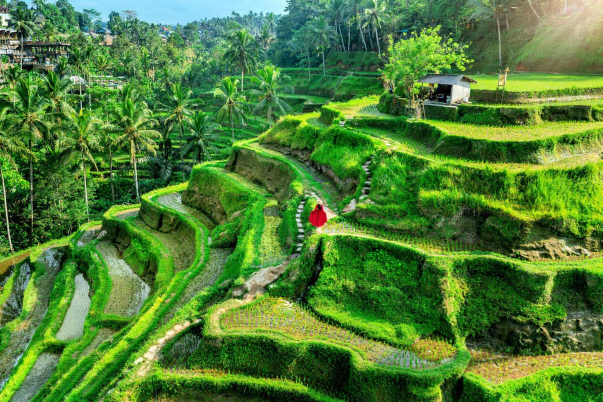 Tegallagang Rice Terraces in Bali